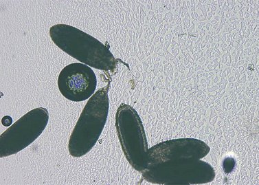 Cell Culture