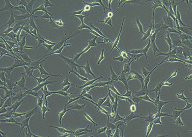 Cell Culture
