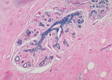 Cell Culture